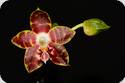 Phal. Ambonosa Spicy King